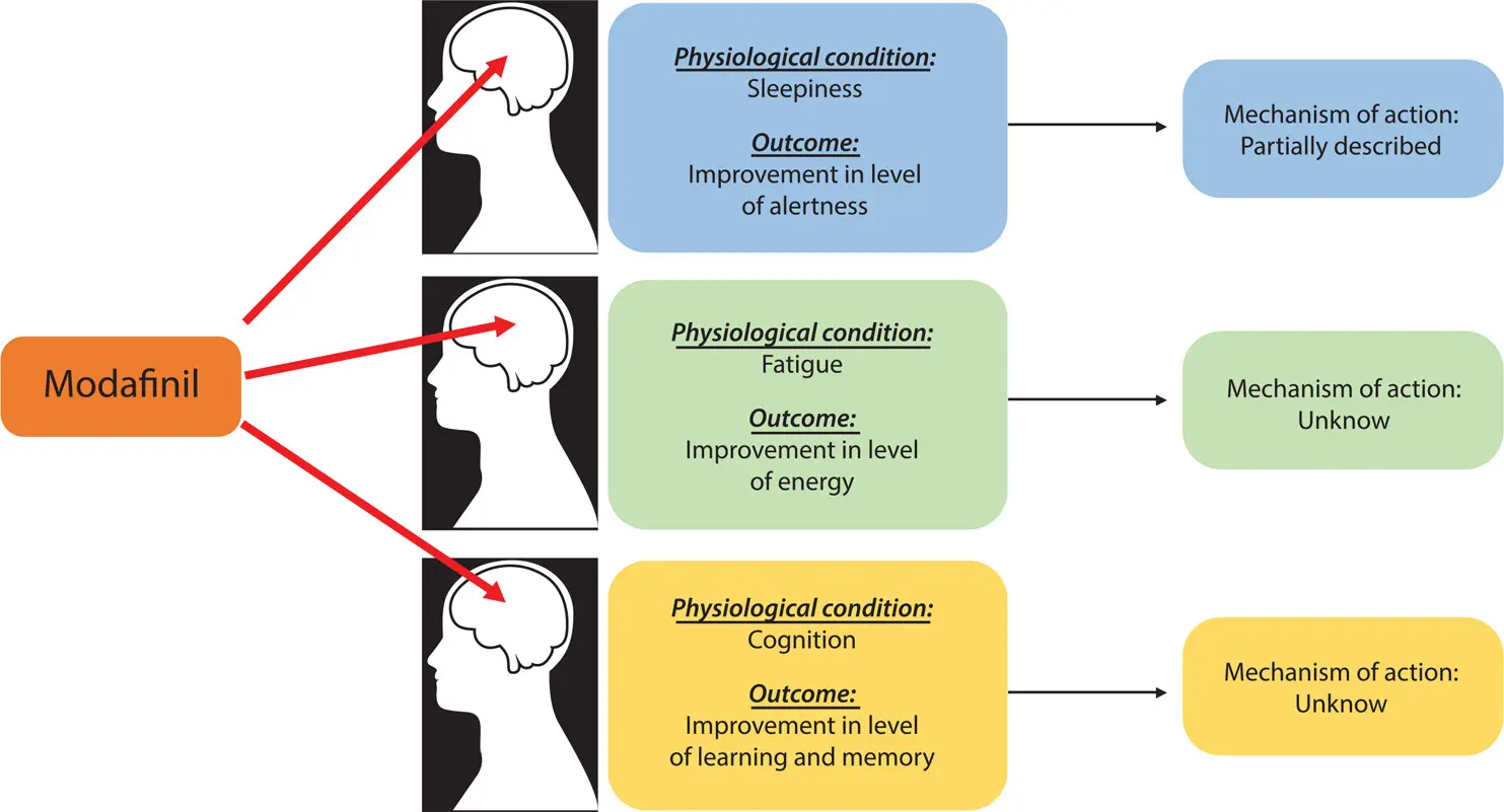 Diagram showing modafinil's effects on three physiological conditions: sleepiness (partially understood mechanism), fatigue (unknown mechanism), and cognition/learning/memory (unknown mechanism)